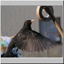 Turdus merula - Amsel m05.jpg